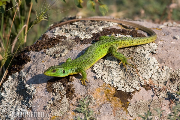 Lacerta trilineata