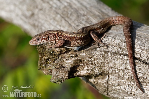 Lacerta vivipara