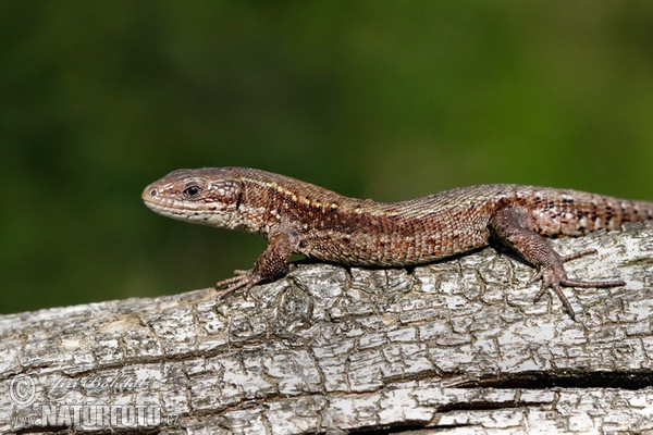 Lacerta vivipara