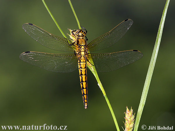 lack-tailed Skimmer