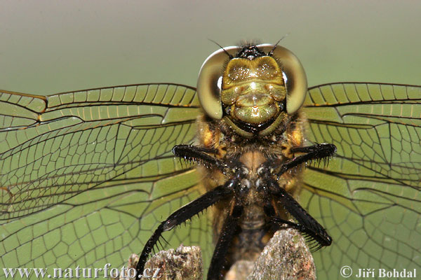 lack-tailed Skimmer