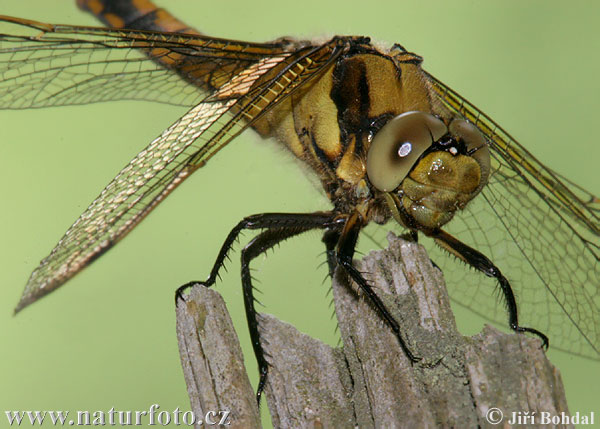 lack-tailed Skimmer