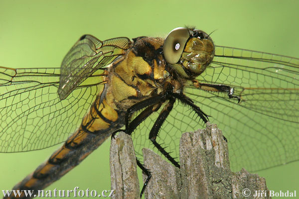 lack-tailed Skimmer