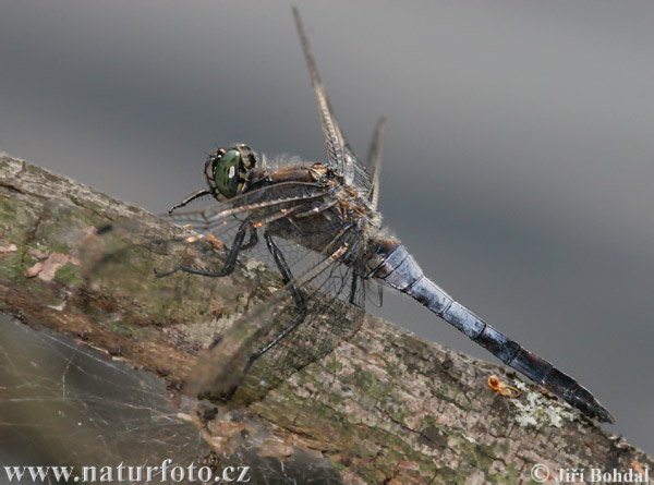 lack-tailed Skimmer