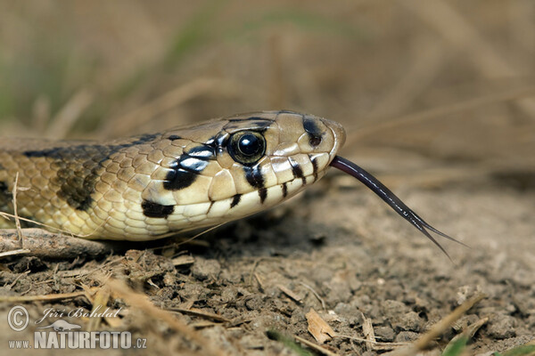 Ladder Snake (Zamenis scalaris)