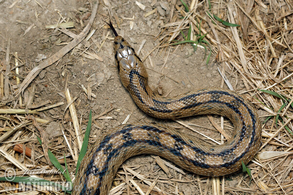 Ladder Snake (Zamenis scalaris)