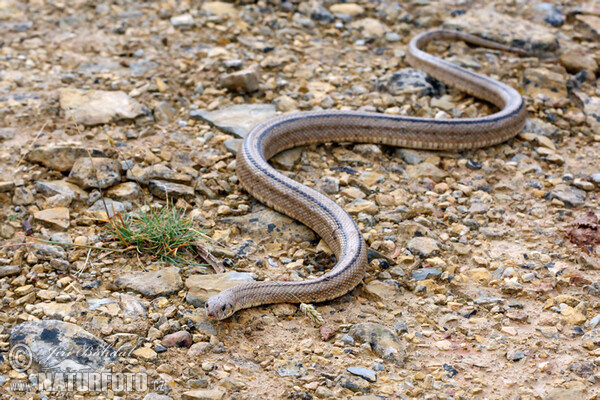 Ladder Snake (Zamenis scalaris)