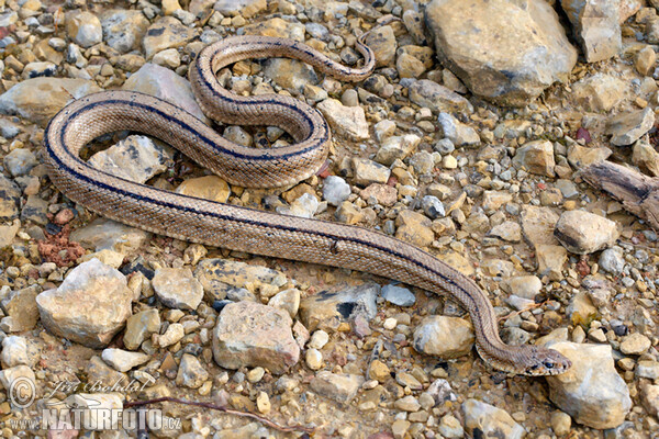 Ladder Snake (Elaphe scalaris)