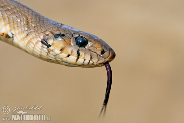 Ladder Snake (Zamenis scalaris)