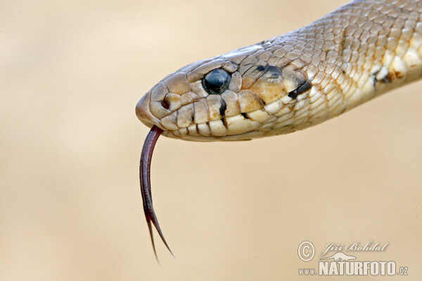 Ladder Snake (Zamenis scalaris)