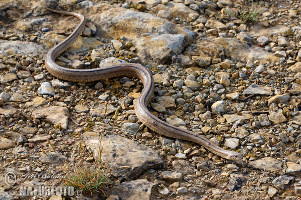 Ladder Snake (Zamenis scalaris)