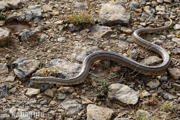 Ladder Snake (Zamenis scalaris)