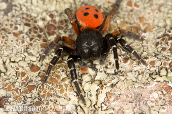 Lady bird Spider (Eresus cinnaberinus)