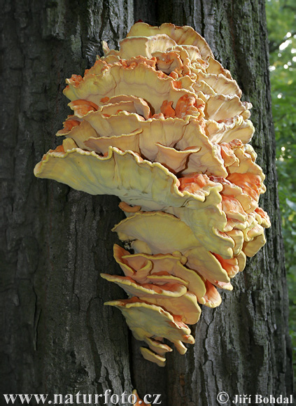 12+ Laetiporus Sulphureus Recipes