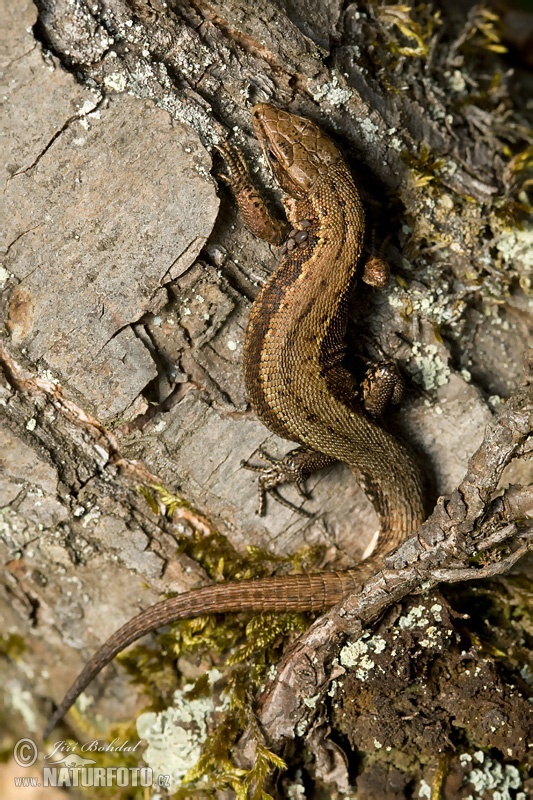 Lagartija de turbera