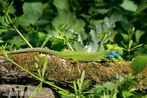 Lagarto verde oriental