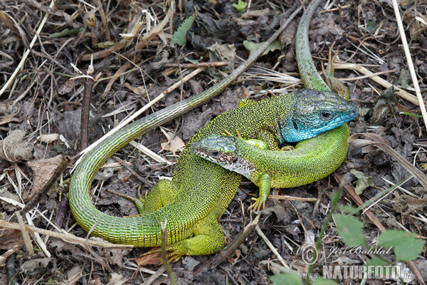 Lagarto verde oriental