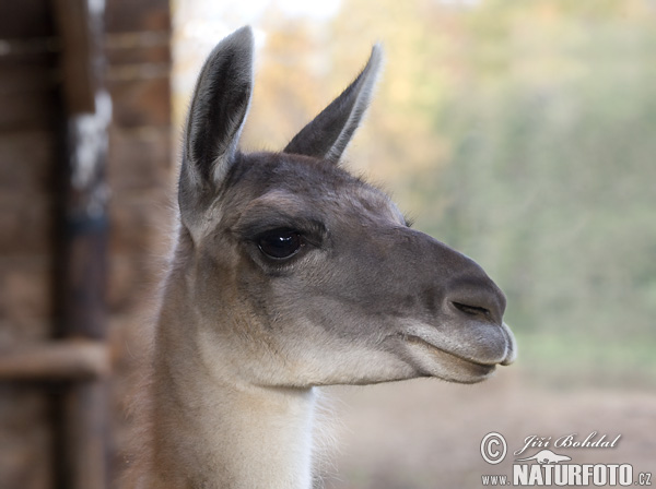 Lama animal