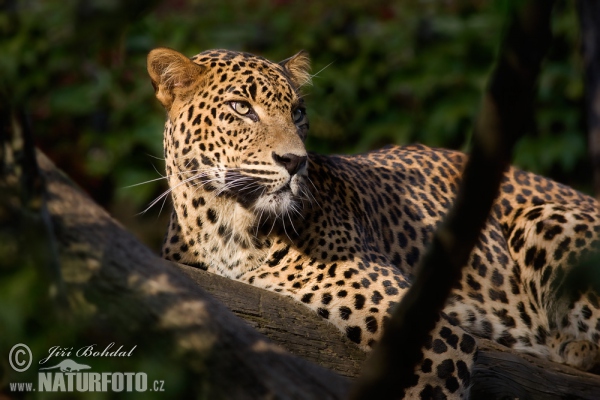 Lankesisk leopard