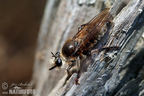 Laphria gibbosa