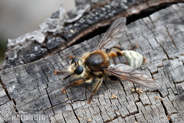 Laphria gibbosa