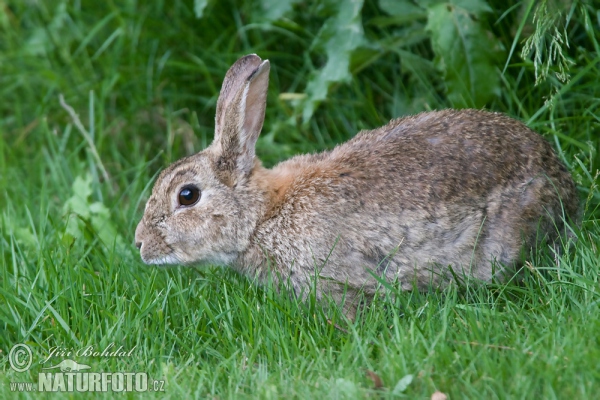 Lapin de garenne