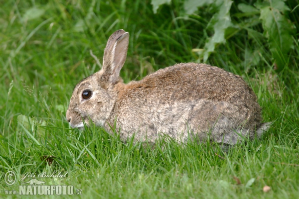 Lapin de garenne