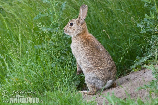 Lapin de garenne