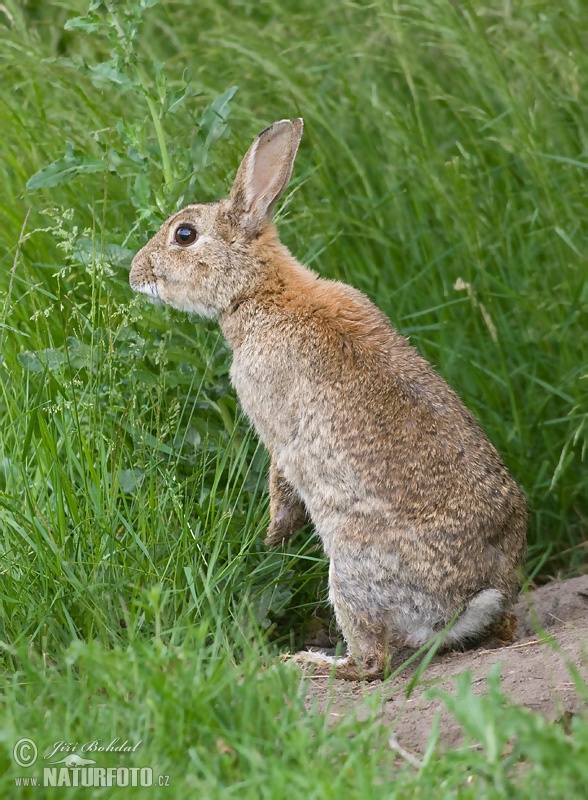 Lapin de garenne