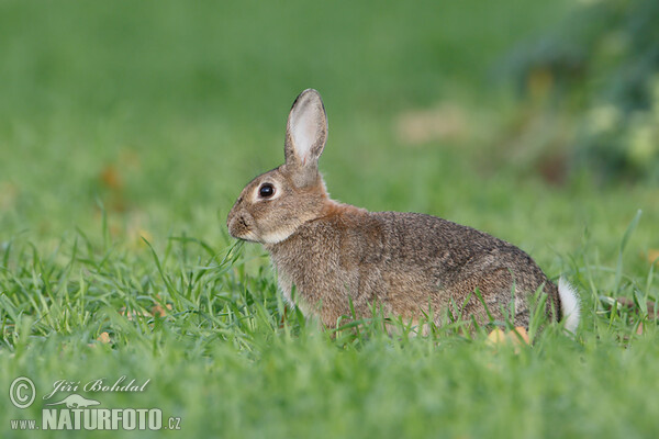 Lapin de garenne