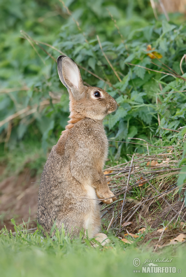 Lapin de garenne