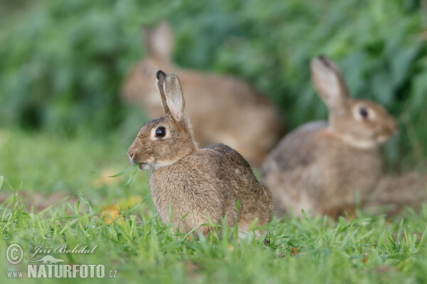 Lapin de garenne