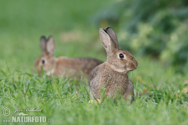 Lapin de garenne