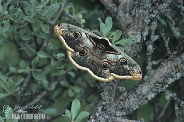 Large Emperor (Saturnia pyri)