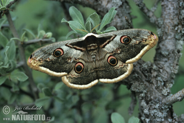 Large Emperor (Saturnia pyri)