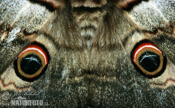 Large Emperor (Saturnia pyri)