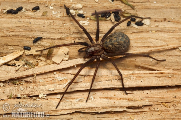 Large House Spider (Eratigena atrica)