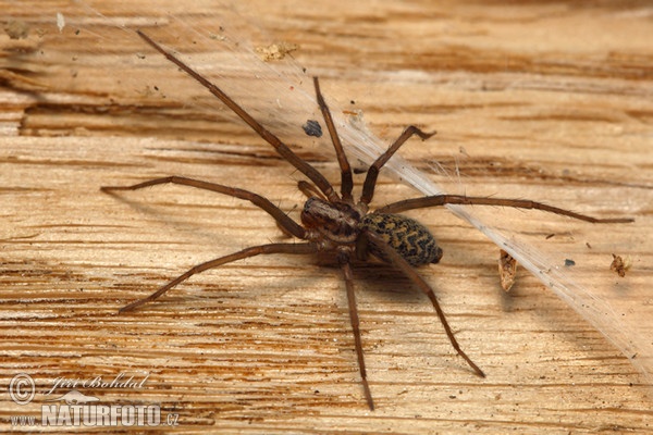 Large House Spider (Eratigena atrica)