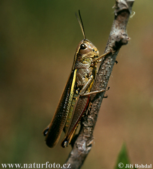 Large Marsh Grasshopper (Mecostethus grossus)