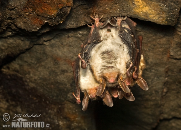 Large Mouse-eared Bat (Myotis myotis)