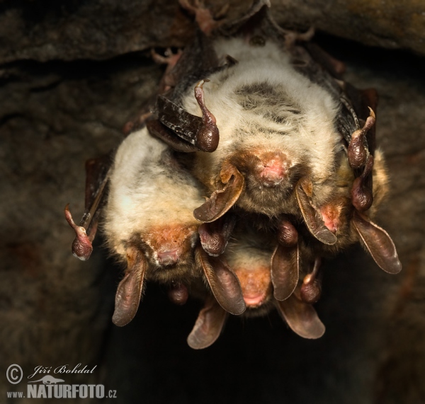 Large Mouse-eared Bat (Myotis myotis)