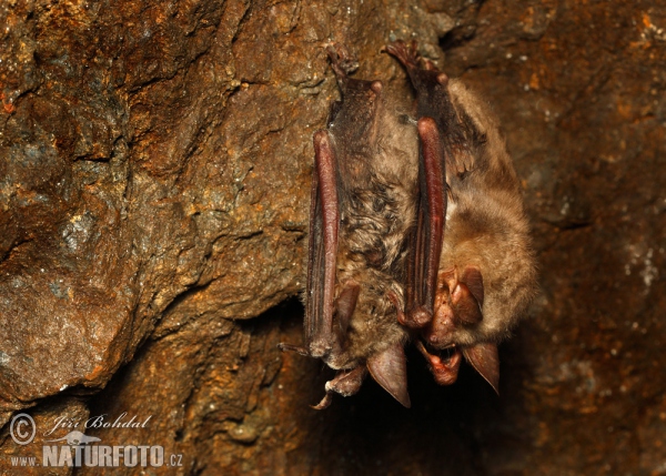 Large Mouse-eared Bat (Myotis myotis)