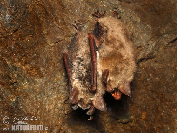 Large Mouse-eared Bat (Myotis myotis)