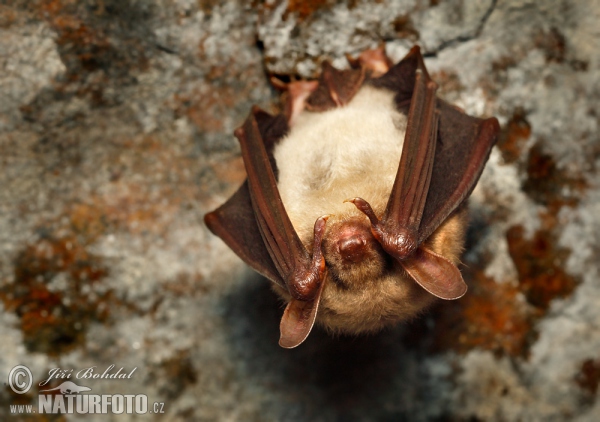 Large Mouse-eared Bat (Myotis myotis)