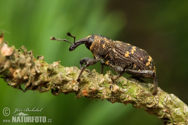 Large Pine Weevil (Hylobitus abietis)