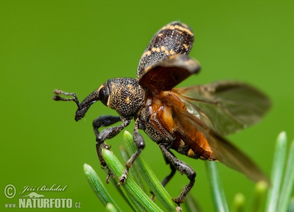 Large Pine Weevil (Hylobitus abietis)