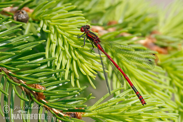 Large Red Damselfly (Pyrrhosoma nymphula)