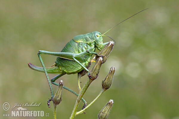 Large Saw-tailed Bush-cricked (Polysarcus denticauda)