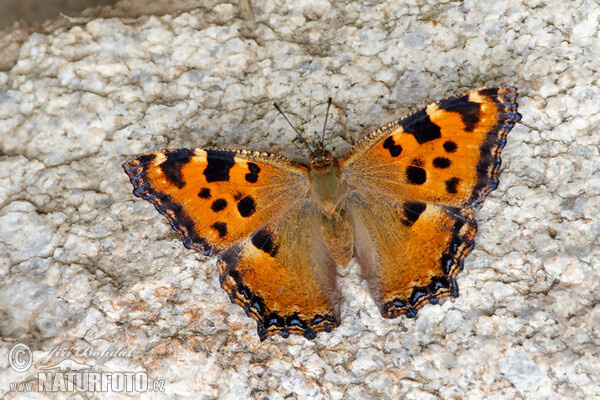 Large Tortoiseshell (Nymphalis polychloros)