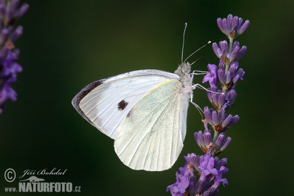 Large White (Pieris brassicae)